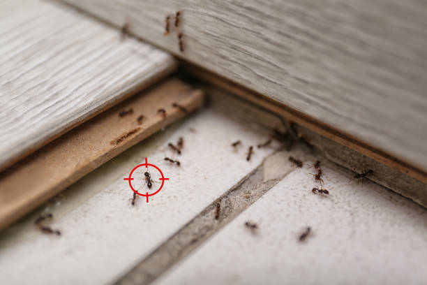 Insect Control in Baltimore Highlands, MD