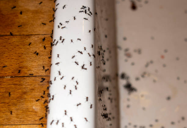 Best Affordable Pest Control Services  in Baltimore Highlands, MD